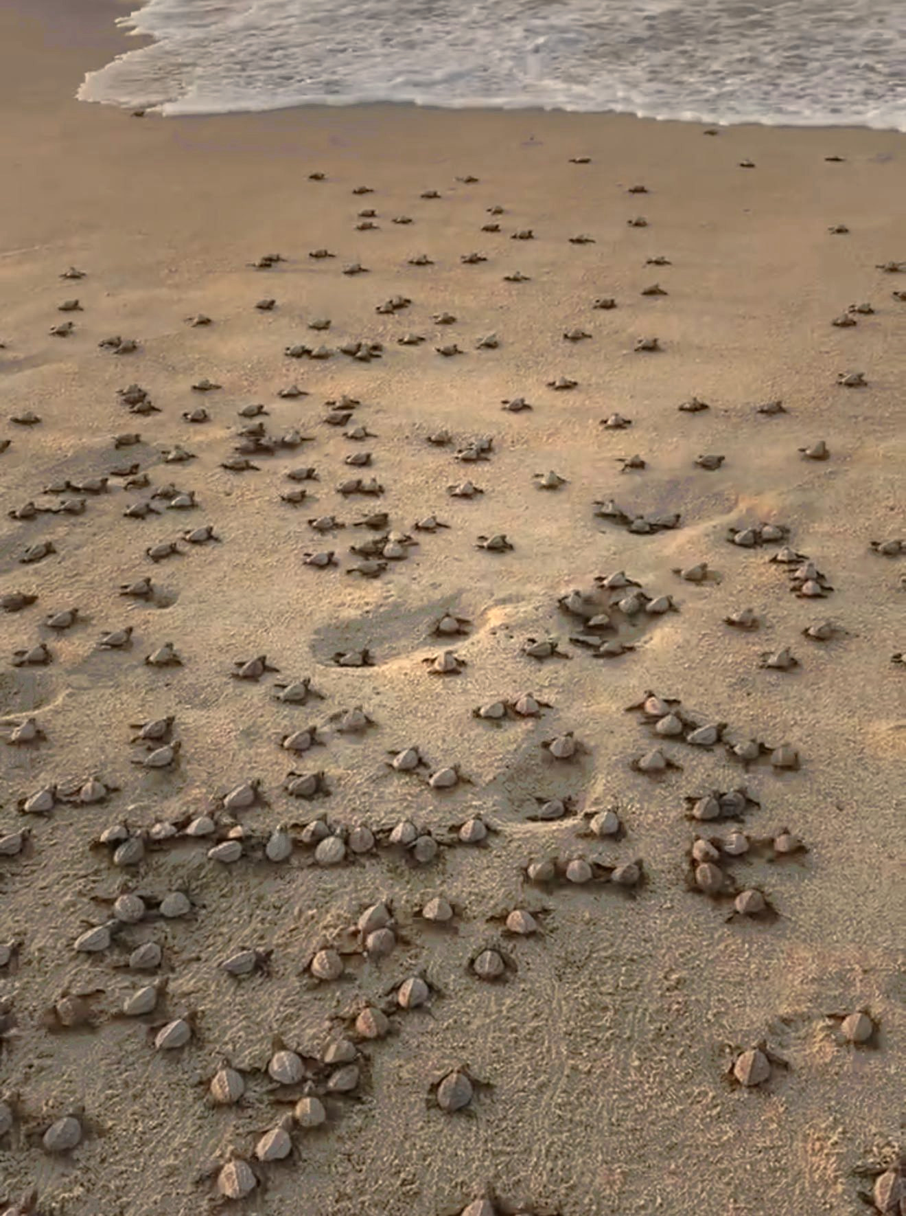 Sea turtle hatchlings
